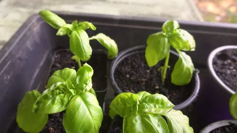 Slider camera glides over tiny pots holding newly transplanted basil seedli.. Vídeos de archivo 340198615