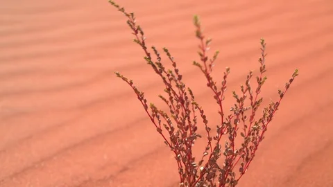 Slider: Close shot of red grass on wavy sand, Uluru - Kata Tjuta National Park.  Stock-Footage 115434374