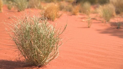 Slider: Cluster of green grass seen in Uluru - Kata Tjuta National Park, Outback Stock Footage 115433245