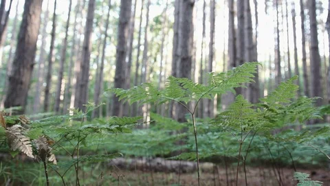 Slider Dolly shoot of tall trees and ferns in a forest Video stock 88048175