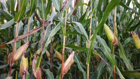 Slider dolly shot on corn cobs on plants in the field Stock Footage 220357121