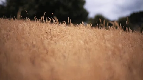 Slider Dolly shot of Golden Grass at Dusk in Slow motion Stock Footage