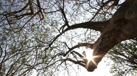 Slider dolly shot of tree branch with sun shining Stock Footage 36666506