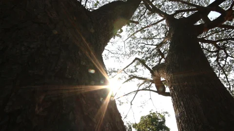 Slider dolly shot of tree branch with sun shining Stock Footage 36667998