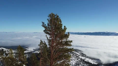Slider Drone Shot of Pine Tree in Winter with Cloud Inversion Stock Footage 244698639