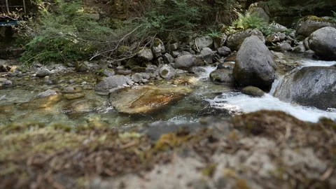 Slider Footage over a River in a Pine Forest in the Mountains Stock Footage 251955196