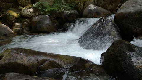 Slider Footage over a River in a Pine Forest in the Mountains Stock Footage 251956354