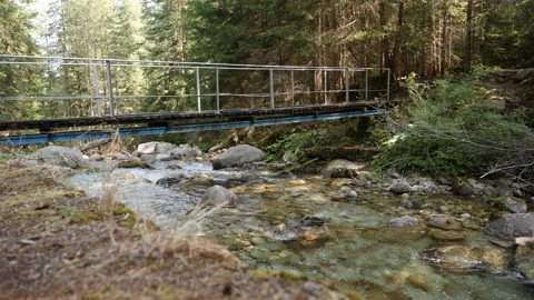 Slider Footage over a River before Small Bridge in a Pine Forest Stock Footage 251955181