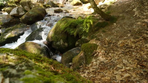 Slider Footage on River in a Pine Forest in the Mountains with Focus Transit Stock Footage 251953011