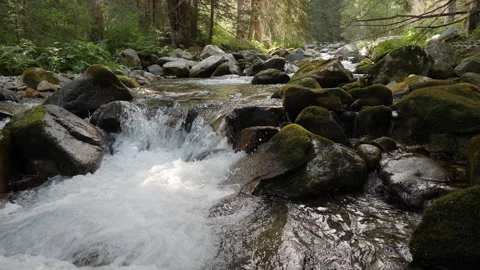 Slider Footage on River in a Pine Forest in the Mountains Stock Footage 251953486