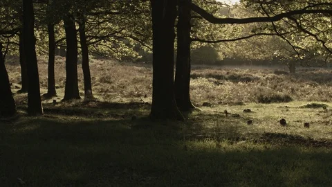 Slider-forrest-4K 動画素材 129037348