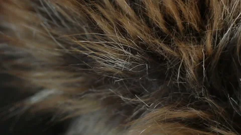 Slider Fur Background 3 Stock Footage 47029967