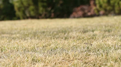 Slider Grass Background 2 Stock Footage 39385481