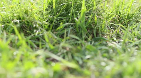 Slider Green Grass Stock Footage 39379452