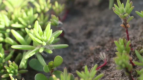 Slider Macro Green Flora 14 Stock Footage 51672565