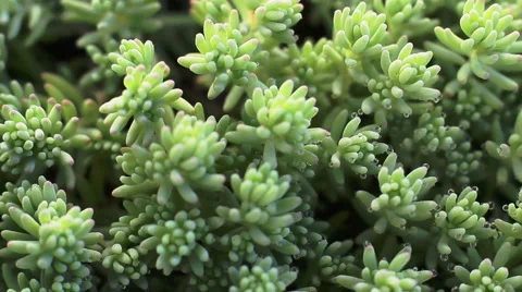 Slider Macro Green Flora 17 Stock Footage 51672605