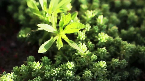 Slider Macro Green Flora 7 Stock Footage 51672478
