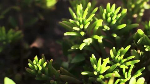Slider Macro Green Flora 9 Stock Footage 51672502