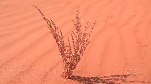 Slider: medium shot of red grass on wavy sand, Uluru - Kata Tjuta National Park. Stock-Footage 115430100