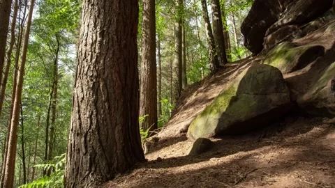 Slider Motion Timelapse pine forest sunny day light casting shadows and rocks 스톡 동영상 137460184