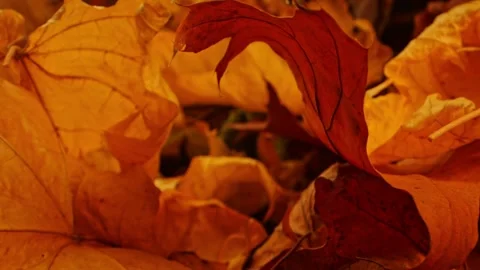 A slider-mounted camera explores a vibrant mosaic of fallen leaves, capturi.. Video stock 256288388