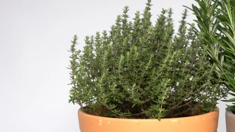 Slider move along pots of sage, oregano, thyme and rosemary Stock Footage 125133304