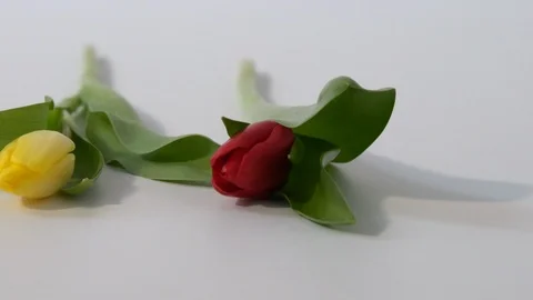 Slider move along red and yellow tulips lying on a white surface Stock Footage 125558008