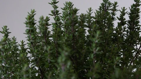 Slider move along a thyme plant Stock Footage 124522893