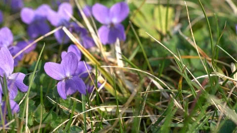Slider move around some blooming violas Stock Footage 127019733