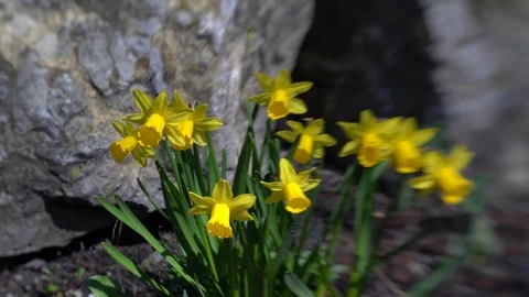 Slider move around some daffodils in spring with a partly blurred special eff Stock Footage 127023521