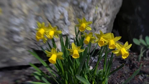 Slider move around some daffodils in spring with a partly blurred special eff Stock Footage 127023667