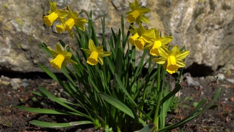 Slider move around some daffodils in spring Stock Footage 127025942