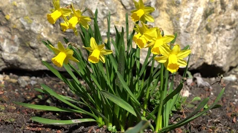 Slider move around some daffodils in spring Stock Footage 127026546