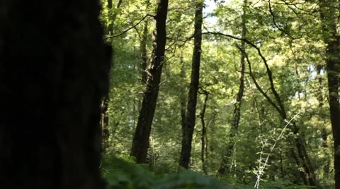 Slider Move in Forest Stock Footage 47824822