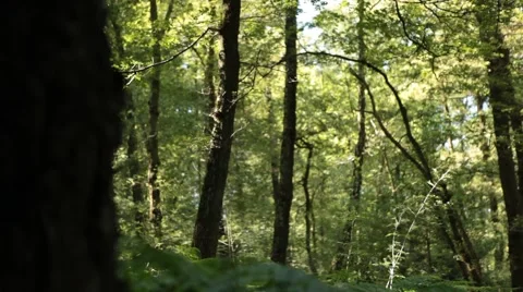 Slider Move in Forest Stock Footage 47824902