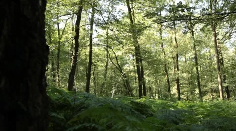 Slider Move in Forest Stock Footage 47824943