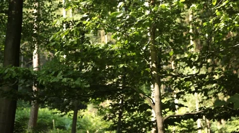 Slider Move in Forest Stock Footage 47825075