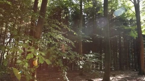 Slider Move in Forest Stock Footage 47825178