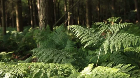 Slider Move in Forest Stock Footage 47825215