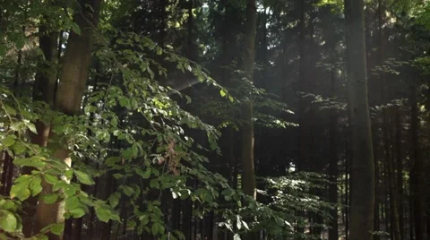 Slider Move in Forest Stock Footage 47825278