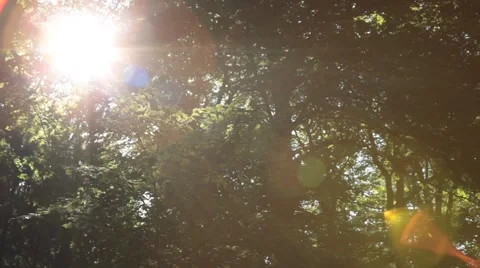 Slider Move in Forest Stock Footage 47825414