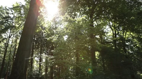 Slider Move in Forest Stock Footage 47825571