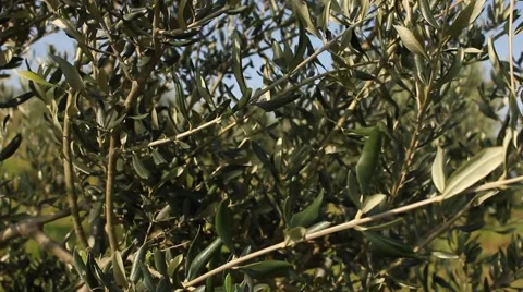 Slider on a olive tree Видео 47993300