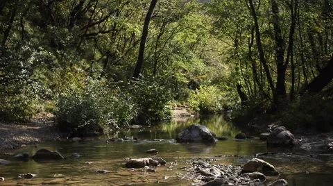 Slider over a torrent with vegetation Stock-Footage 47993497
