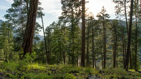 Slider pan across pine forest and sunset Stock-Footage 167123954