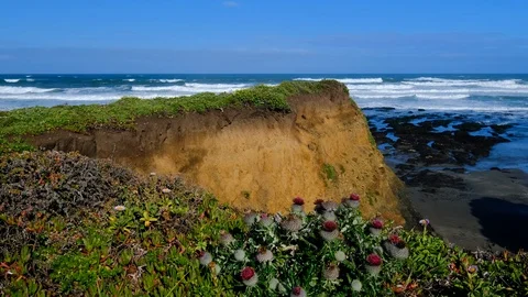 Slider pan with cobwebby thistle in foreground California coastal bluff and w Vídeos de archivo 108596185
