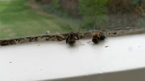SLIDER PARALLAX of two dead wasps resting by windowsill Stock Footage 112014895