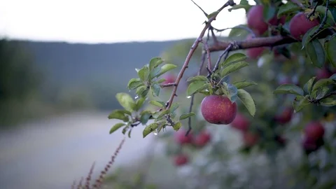 Slider to right of ripe apples ready for picking with dew drops on the leaves. Stock Footage