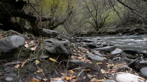 Slider to the right in the woods Stock Footage 36027045
