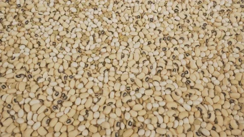 Slider shot of beans on the table Stock Footage 236696923